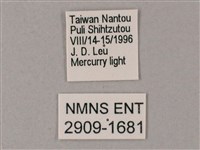 榆綠天蛾藏品圖，第3張