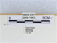 斷線環蛺蝶藏品圖，第4張