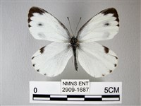 緣點白粉蝶藏品圖，第1張