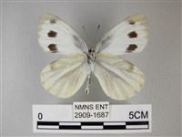 緣點白粉蝶藏品圖，第2張