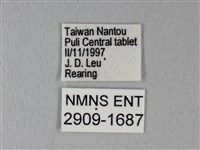 緣點白粉蝶藏品圖，第3張