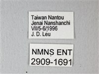 細邊琉灰蝶藏品圖，第3張