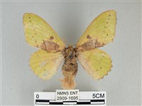 青枯葉蛾藏品圖，第1張