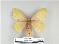 青枯葉蛾藏品圖，第2張