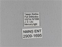 青枯葉蛾藏品圖，第3張