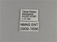 小雙尾蛺蝶藏品圖，第3張