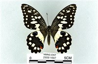 花鳳蝶、無尾鳳蝶藏品圖，第1張