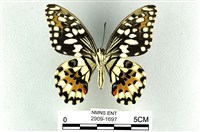 花鳳蝶、無尾鳳蝶藏品圖，第2張