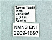 花鳳蝶、無尾鳳蝶藏品圖，第3張