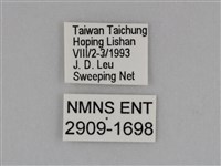 圓翅鉤粉蝶藏品圖，第3張