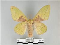 青枯葉蛾藏品圖，第1張