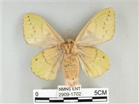 青枯葉蛾藏品圖，第2張