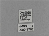 青枯葉蛾藏品圖，第3張