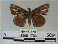 黑星弄蝶藏品圖，第1張