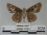 黑星弄蝶藏品圖，第2張