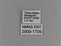 小雙尾蛺蝶藏品圖，第3張