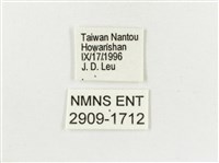 白斑蔭眼蝶藏品圖，第3張