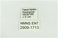 高山鐵灰蝶藏品圖，第3張