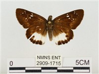 熱帶白裙弄蝶藏品圖，第1張