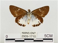 熱帶白裙弄蝶藏品圖，第2張