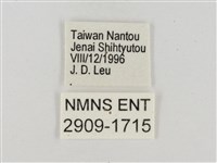 熱帶白裙弄蝶藏品圖，第3張