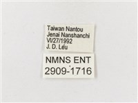 雙尾蛺蝶藏品圖，第3張