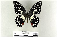 花鳳蝶、無尾鳳蝶藏品圖，第1張