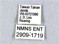 花鳳蝶、無尾鳳蝶藏品圖，第3張