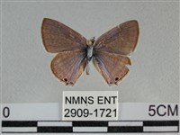 豆波灰蝶藏品圖，第1張