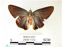 綠弄蝶藏品圖，第1張