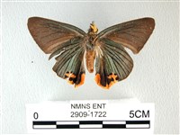 綠弄蝶藏品圖，第2張