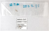 綠弄蝶藏品圖，第3張