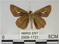 黃紋孔弄蝶藏品圖，第2張