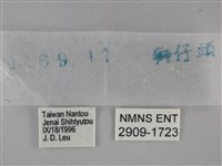 黃紋孔弄蝶藏品圖，第3張