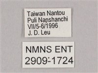 栗六點天蛾藏品圖，第3張