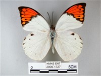 橙端粉蝶、端紅蝶藏品圖，第1張