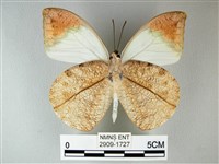 橙端粉蝶、端紅蝶藏品圖，第2張