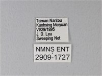 橙端粉蝶、端紅蝶藏品圖，第3張