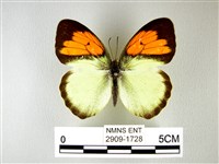 異粉蝶、雌白黃蝶藏品圖，第1張