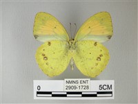 異粉蝶、雌白黃蝶藏品圖，第2張