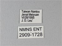 異粉蝶、雌白黃蝶藏品圖，第3張