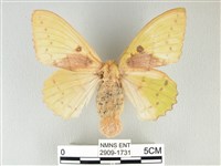 青枯葉蛾藏品圖，第1張