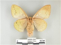 青枯葉蛾藏品圖，第2張