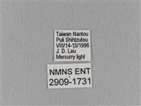 青枯葉蛾藏品圖，第3張