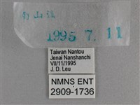 小雙尾蛺蝶藏品圖，第3張