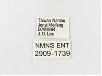 白帶波眼蝶藏品圖，第3張