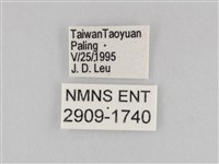大波眼蝶藏品圖，第3張