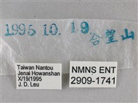 臺灣赭弄蝶藏品圖，第3張