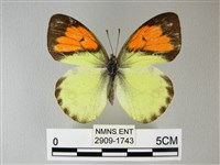 異粉蝶、雌白黃蝶藏品圖，第1張