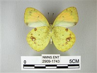 異粉蝶、雌白黃蝶藏品圖，第2張